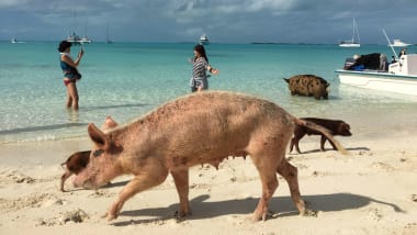http___cdn.cnn.com_cnnnext_dam_assets_181007112502-07-piggies-of-paradise