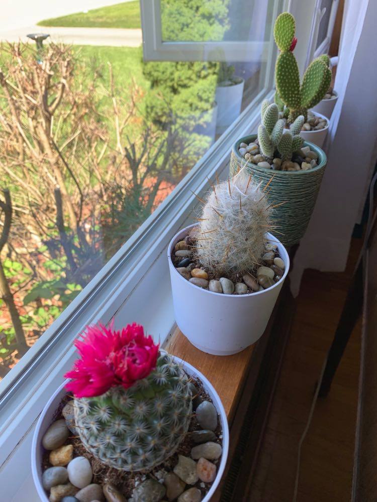 116840020_645702516291727_4332795607879725618_n (1)